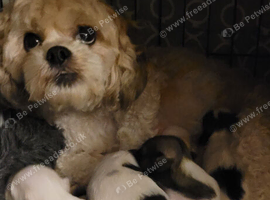 Beautiful boy shih poos