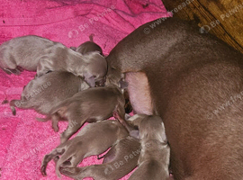Isabella blue miniature dachshund puppies