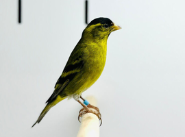 Siskin