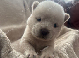 Chow chow puppies for sale