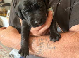 LABRADOR FEMALE