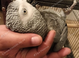 Silly tame African grey