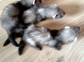 14 baby ferrets