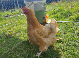 Buff Orpington flock