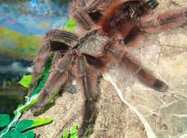 Adult Female Caribena versicolor (Martinique Pinktoe)