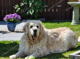 Golden Retriever puppy - Male - Must be KC registered NO puppy farms