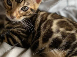 Beautiful bengal female 7 months old