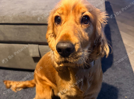 Cocker spaniel 16 Months old.