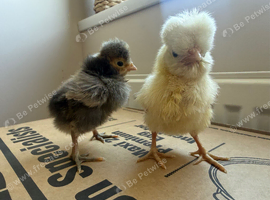 Polish chicks