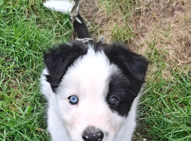 Long haired white face Border Collie Pups