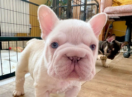 Fluffy French Bulldog Puppies