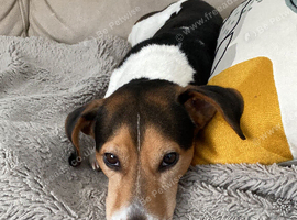 Rambo is looking for a new loving home.