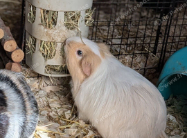 Beautiful sow looking for her forever home