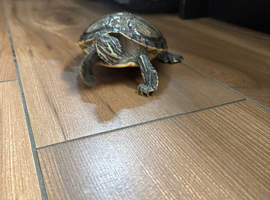 Turtles 2 and tank