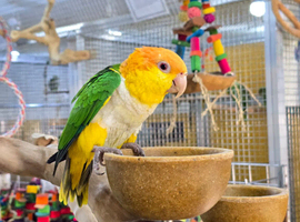 Baby Yellow Thigh Caique,31