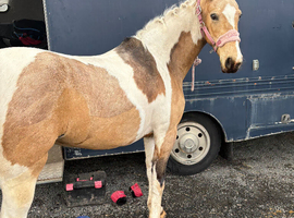 mare for sale