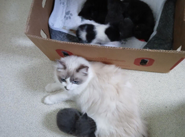 Ragdoll