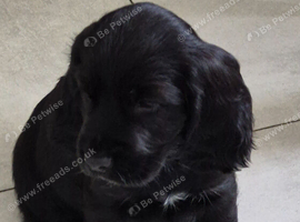 Stunning cocker spaniel puppies