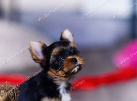 MINIATURE YORKSHIRE TERRIER