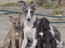Lurcher pups