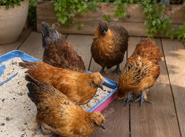 Beautiful Friendly Hens for Sale &ndash; Healthy & Laying