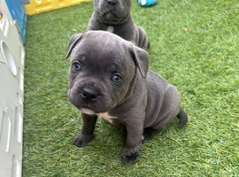 **Staffordshire Bull Terrier Puppies &ndash; Big Personalities, Loving Hearts**
