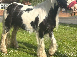 3 year old filly clam in all ways