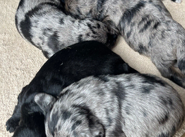 Poodle x Beagle puppies