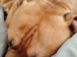 Hulk the pocket bully cross Staffordshire bull terrier