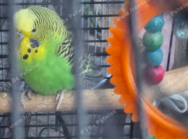 Budgie