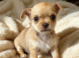 Chihuahua Cross Chinese Crested Pups