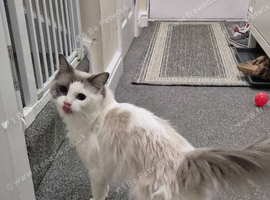 Beautiful Female Ragdoll Looking for a Loving Home