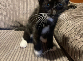 Maine coon cross