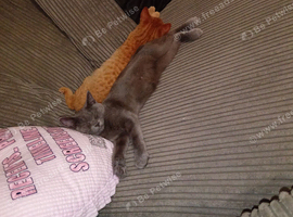 2 female kittens