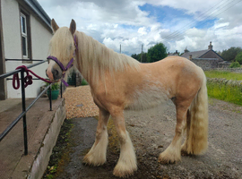 Stunning palomino gelding