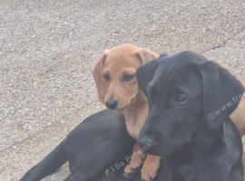 Black lab girl stunning