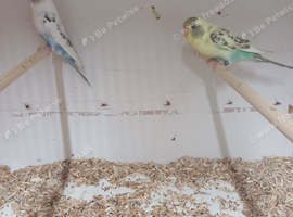 3 pair of budgies for sale