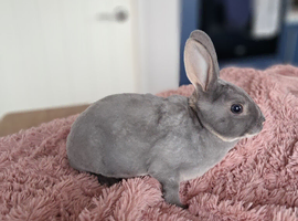 Mini rex kits