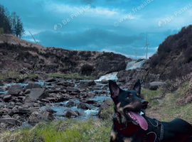 Australian Kelpie x Border Collie