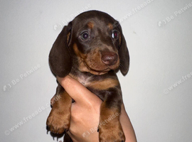 Miniature dachshund Puppy