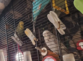 EXHIBITION BUDGIES