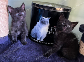 Pair of black tabby kittens