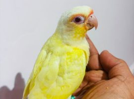 Gorgeous baby albino conure