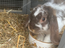 Beautiful little lop