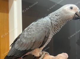 HandReared Stunning Friendly Super Tame Congo African Grey