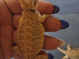 Bearded dragons babies