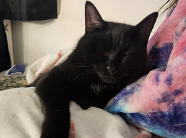 Looking for a lovely kitten to adopt