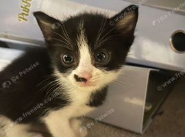 2 beautiful tuxedo boys ready to go