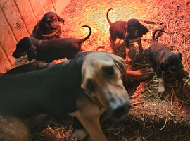 Bloodhound dog pups available
