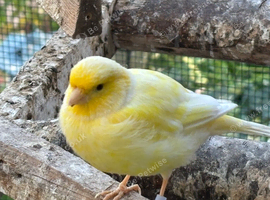 Canaries